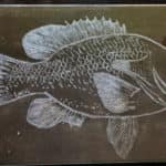 Finished fish hand engraving