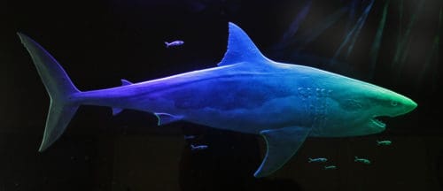 great white shark carved glass and lights